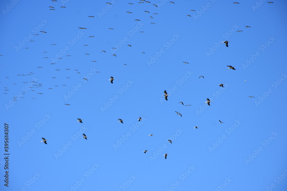 Stork migration, group in the sky, they migrate
Stork migration, group in the sky, they migrate