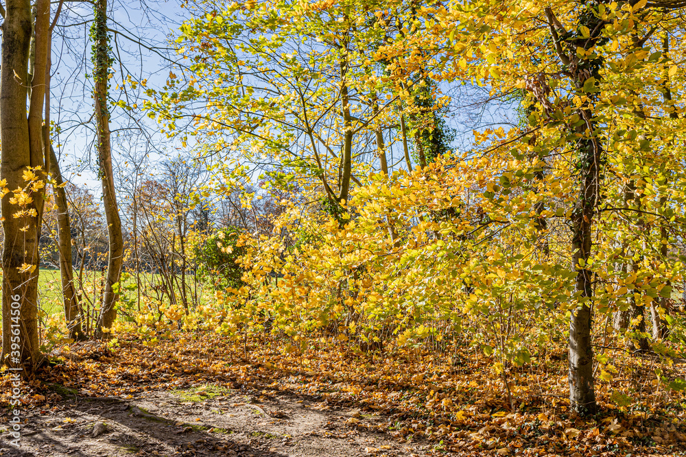 Fototapeta premium Nature reserve with trees and plants with yellow autumn foliage, brown dry fallen leaves covering the ground, sunny day with a blue sky in South Limburg, the Netherlands