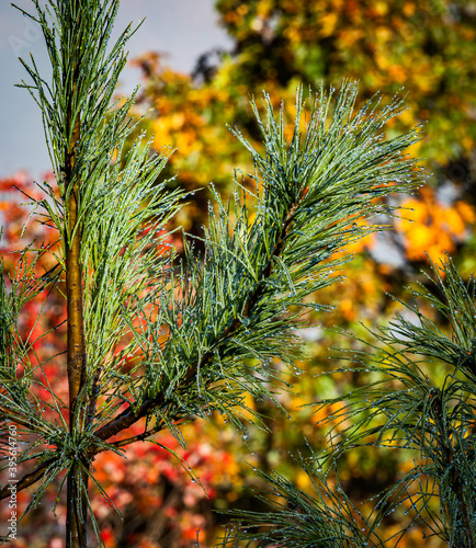 Fresh pine tree dripping with dew in autumn photo