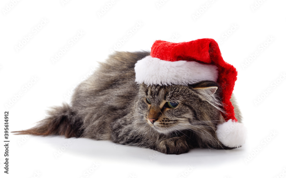 Cat in a Christmas hat. Cat in a Christmas hat.
