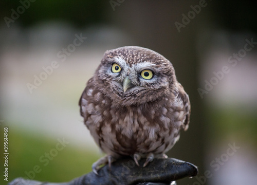 Portrait of angry and hurmful little owl with yellow eyes looking with distrust