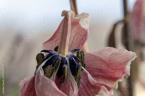 Cuadro en lienzo Blüte einer verblühten Tulpe als Symbol der Vergänglichkeit