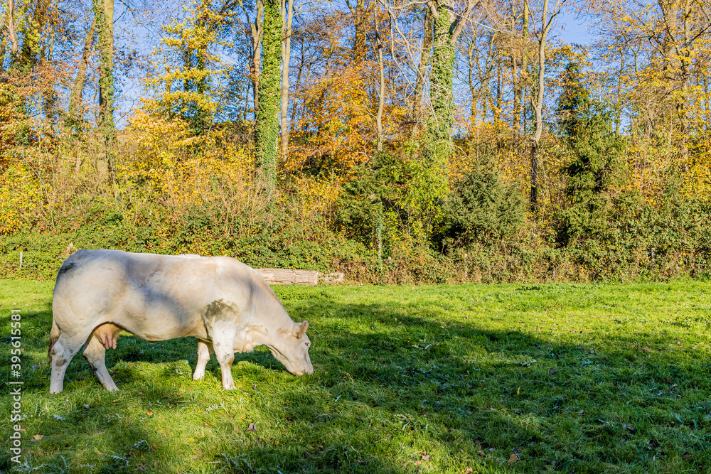 Fototapeta premium White grayish dairy cow grazing peacefully on an agricultural farm with green grass, trees and vegetation in the background, sunny autumn day in the Dutch countryside in South Limburg, Netherlands