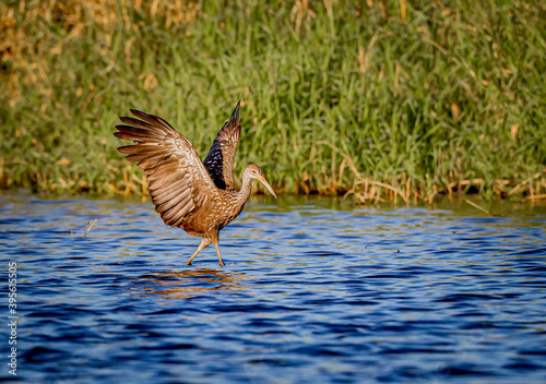 Limpkin finishes landing in pond in Florida 