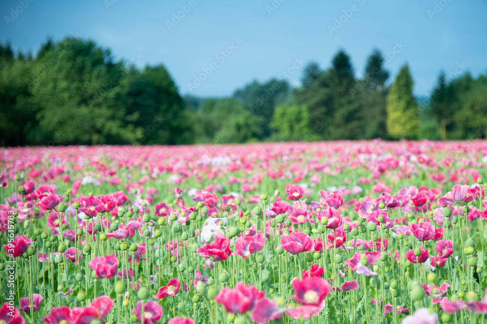 Mohnblumenfeld, Landwirtschaft, Pinkes Naturbild, rosa grün, Hintergrund, blühendes Bild, Frühling, Mohnblume, Feld