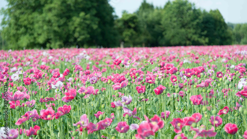 Hintergrund  Pinkes Mohnfeld  Landwirtschaftliches Feld  Fr  hling  rosa Blumenfeld