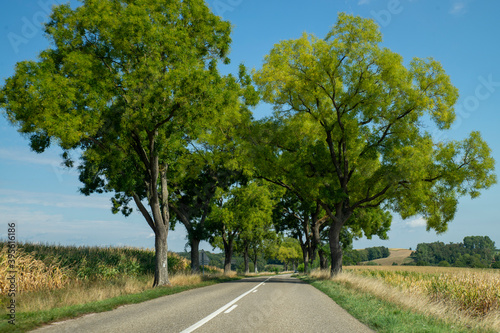road with big trees and rural landscape