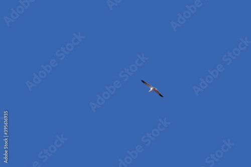A single seagull flying high in a deep blue sky