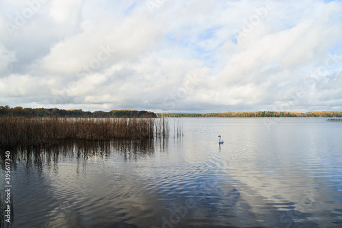 White swan swim in the lake. Kaliningrad region.