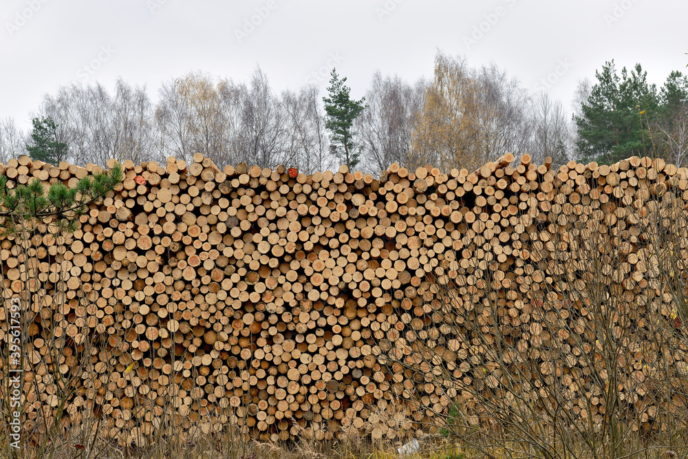 Raw wood logs in a lumber staging. Raw timber stacked. Stacks of logs, stacking of round wood. Timber industry