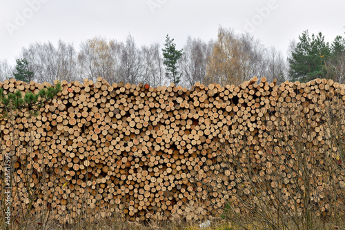 Raw wood logs in a lumber staging. Raw timber stacked. Stacks of logs, stacking of round wood. Timber industry