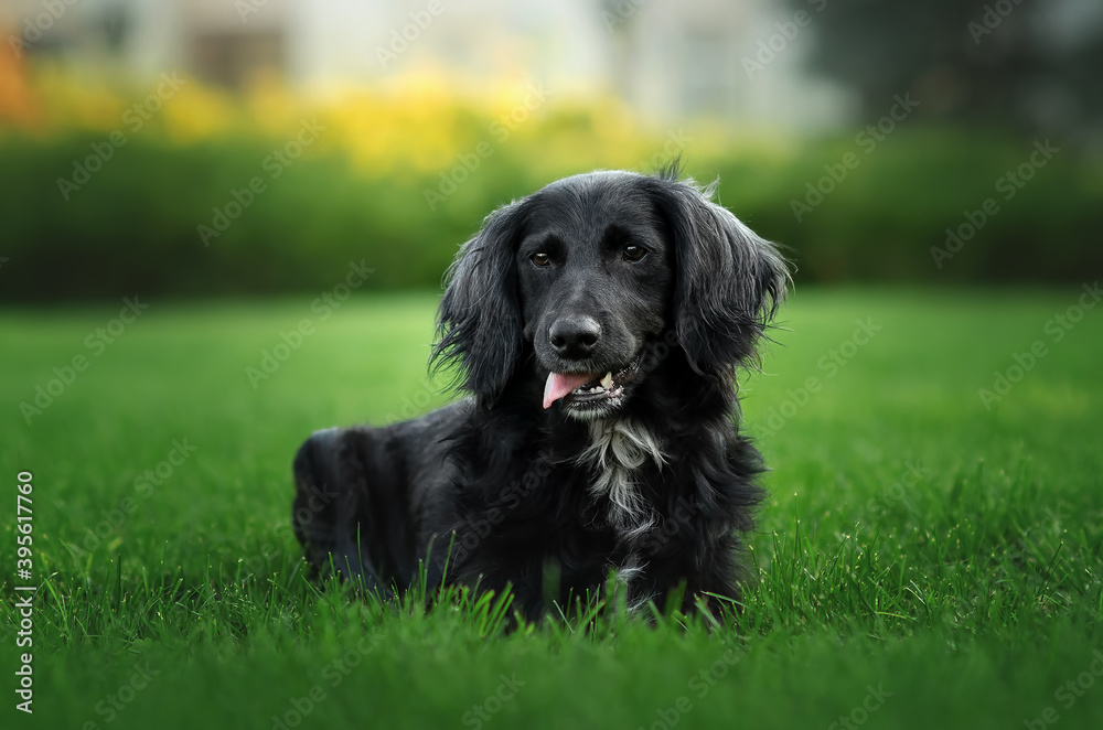 Black dog russian spaniel in city Black dog russian spaniel in city