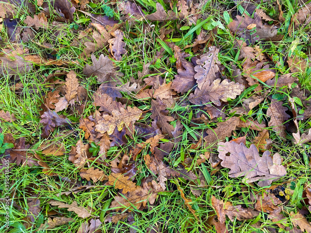 autumn leaves on green grass on the ground, dry fallen leaves on the ground autumn leaves on green grass on the ground, dry fallen leaves on the ground