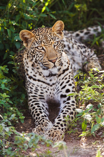 Leopard (Panthera pardus) lying in bushes