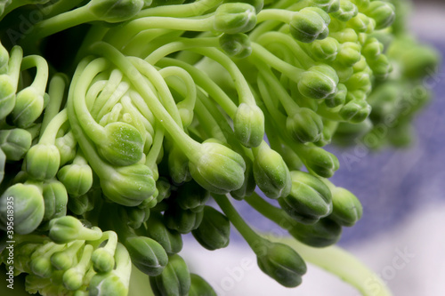 close-up of a bunch of broccoli