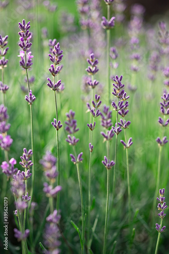 Lavender flowers in the garden. Bright summer background. Lavender