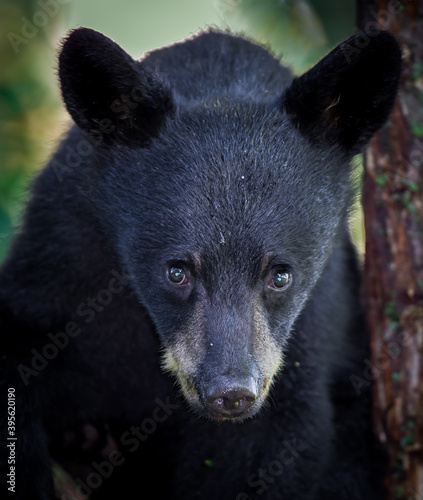 Young black bear cub stares right into camera