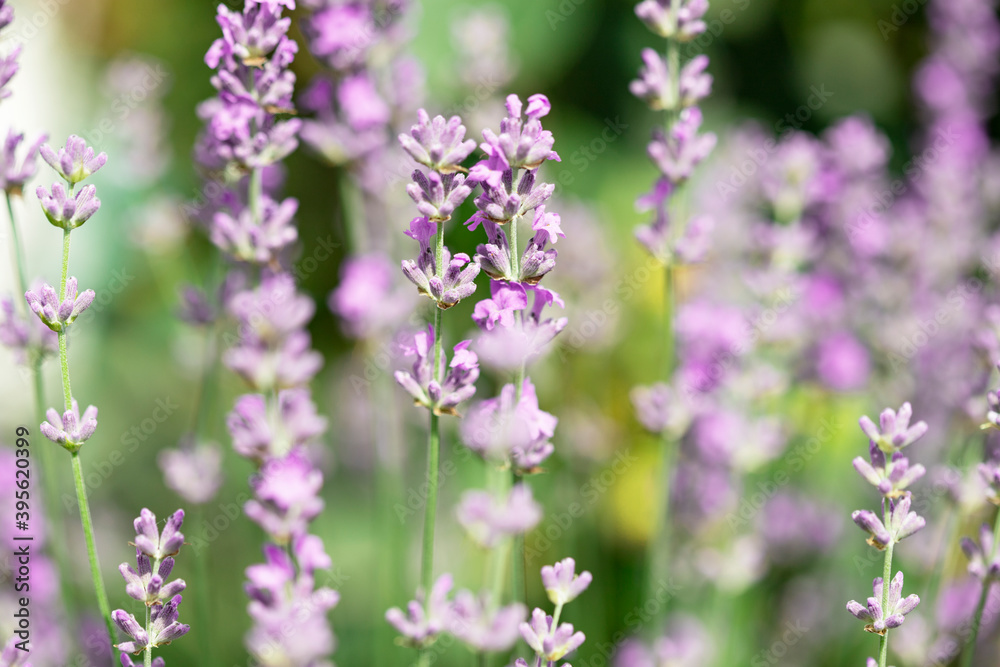 Lavender flowers in the garden. Bright summer background. Lavender