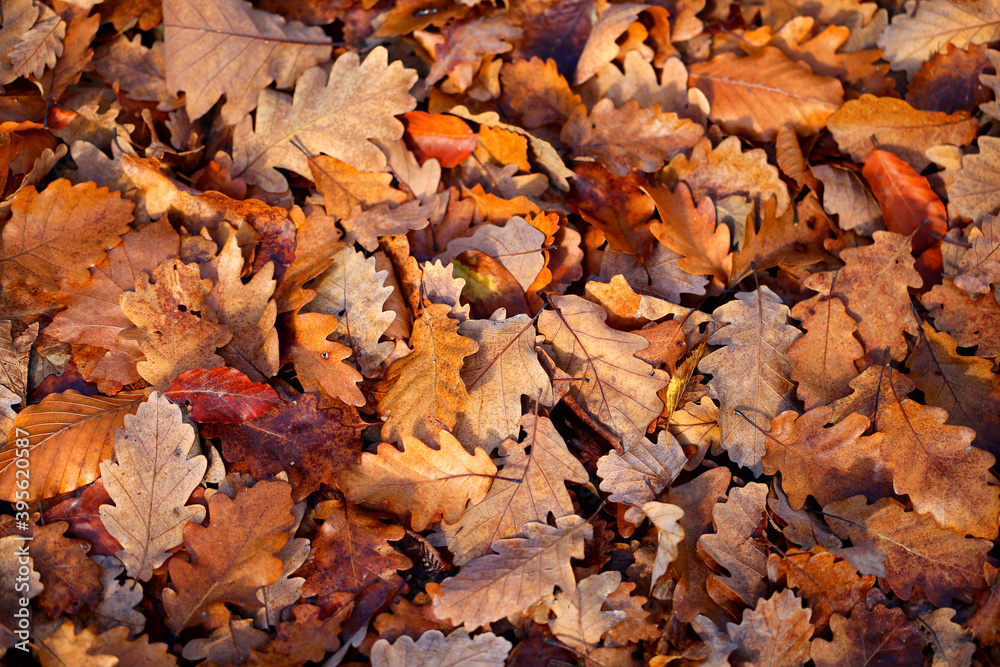 Photo background oak leaves