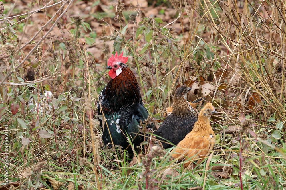 Fototapeta premium Dwarf breed of chickens. Chickens are hiding in dense grass.