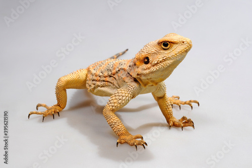 Roughtail rock agama, Starred agama // Hardun (Stellagama stellio, Laudakia stellio) photo