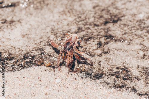 close up of small hermit crabs walking on sand covered volcanic rock in a beach in Costa Rica