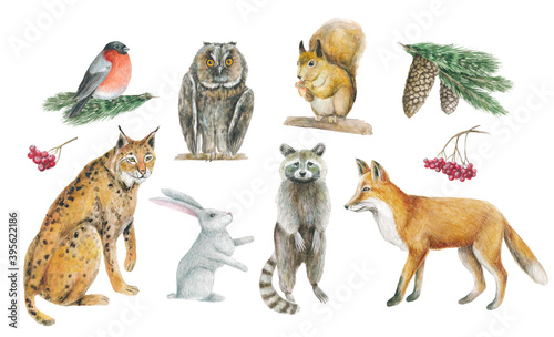 Collection of watercolor animals - fox, hare, owl, lynx, squirrel, bullfinch, raccoon. Plants - cones, spruce branches, mountain ash. Beautiful, realistic forest dwellers. Set of drawn forest animals.