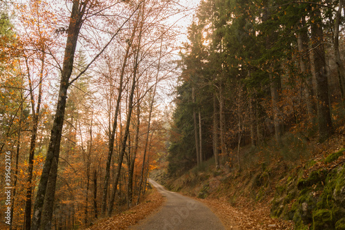 estrada de outono