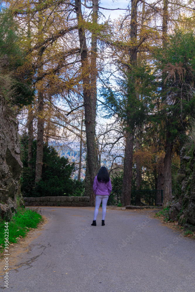 Fototapeta premium arvores ancestrais