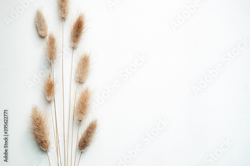 dried flowers and spikelets on a light background. twigs. Flat lay. Top view. copy space. special focus. closeup. 