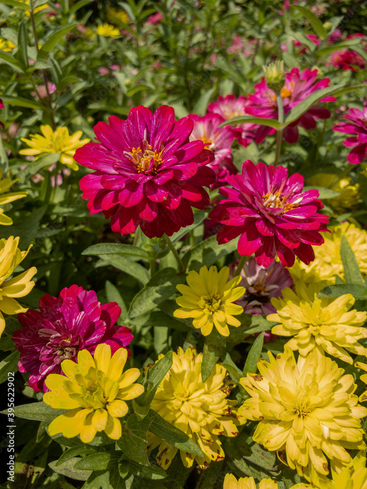 Fototapeta premium flowers in the garden