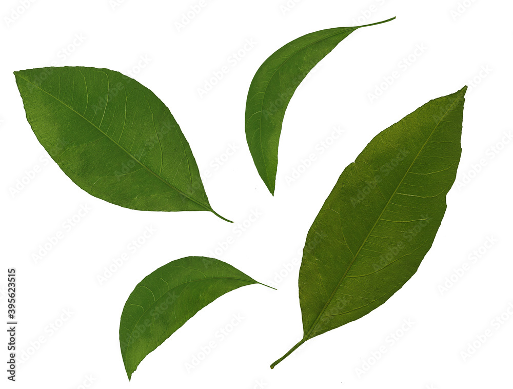 Fototapeta premium green tangerine leaves on white background