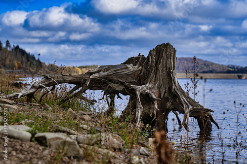 Wurzelstock eines Baumes am Seeufer