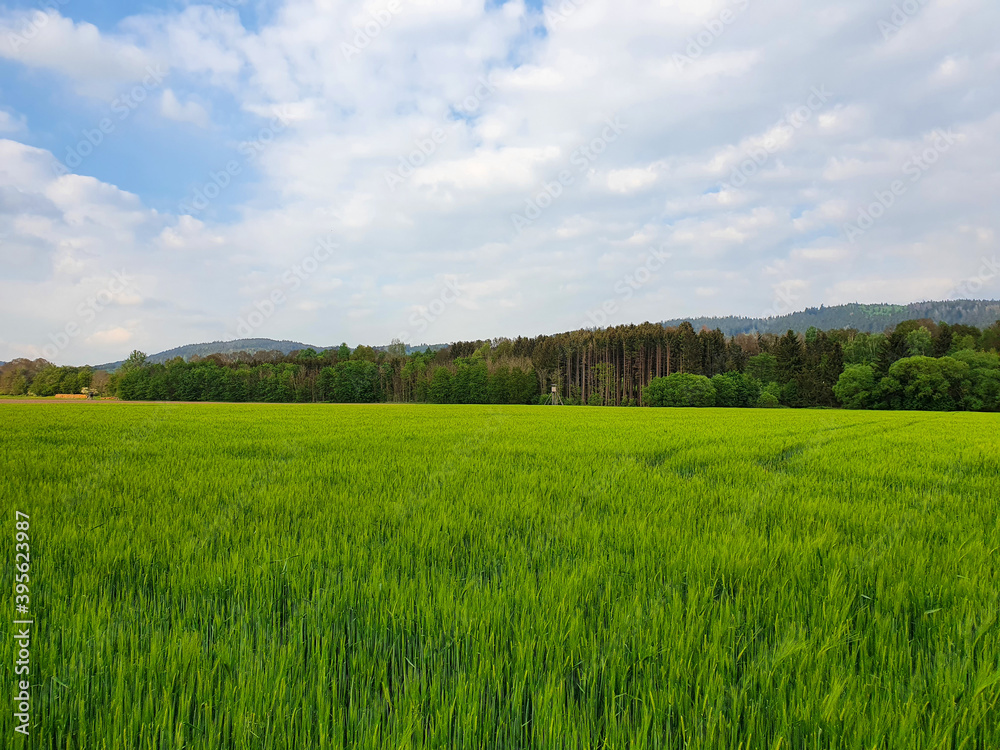 Fototapeta premium Grüne Kornfelder entlang eines kleinen Waldstücks bei bewölktem Himmel. Frankenwald, Neukenroth, 2020 bei Tageslicht.