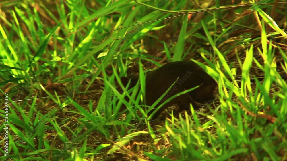 A rat-like black agouti crawling along the woodland floor in the Brazilian Savanna A rat-like black agouti crawling along the woodland floor in the Brazilian Savanna