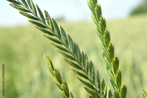 In the meadow growing cereal plant couch grass (Elymus repens) photo