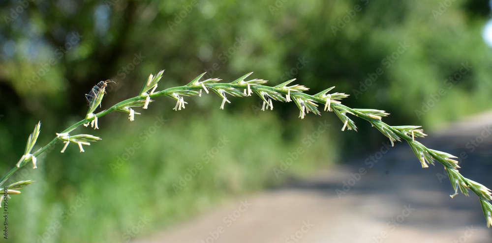 In the meadow growing cereal plant couch grass (Elymus repens) In the meadow growing cereal plant couch grass (Elymus repens)