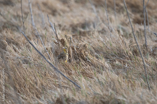 Western Meadowlark Male Peeking Out of the Tall Grasses