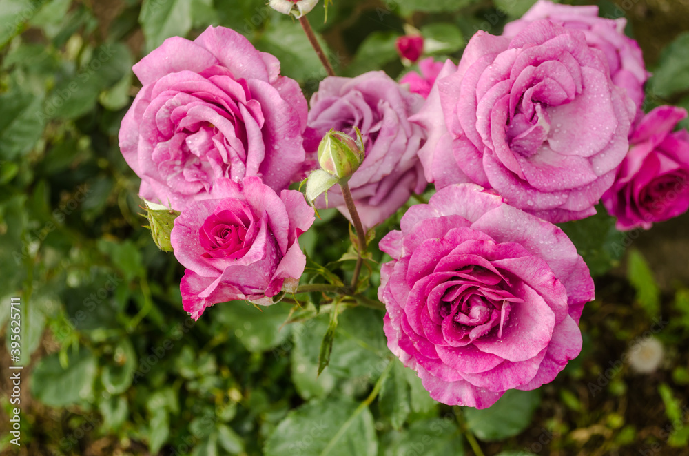 Confusion of pink roses in the garden Confusion of pink roses in the garden