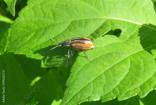 Tropical weevil beetle on green leaves in Florida nature, closeup photo