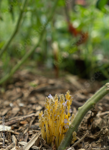 Broomrape blooming grew in a bed of tomatoes. The parasite is located on the root part of the plant. On bed covered with agrofibre, a parasite has grown that does not allow the plant to develop.