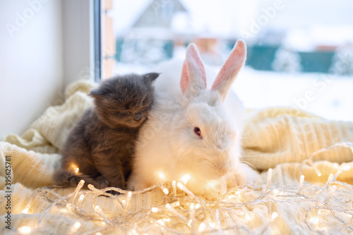 cute white rabbit sitting on the window next to sleeping cute gray kitten cat in winter new year and christmas theme