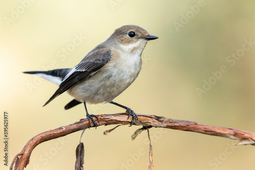 Pied flycatcher (Ficedula hypoleuca) perched on a branch against an unfocused green background, Leon, Spain