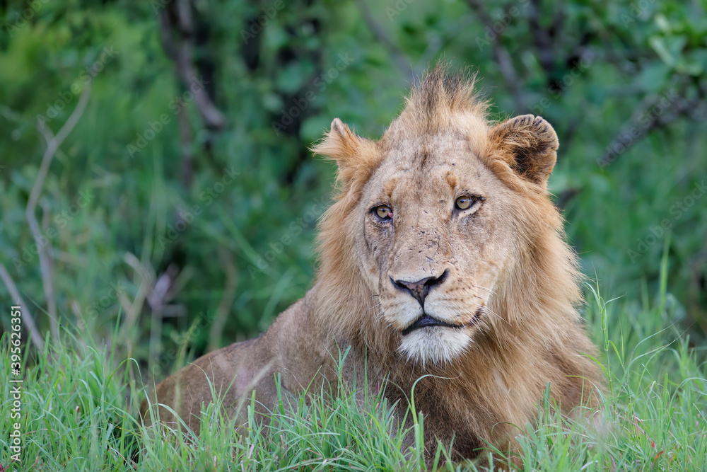 Lion male in Timbavati Game Reserve in the Greater Kruger Region in South Africa Lion male in Timbavati Game Reserve in the Greater Kruger Region in South Africa