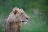Lion male in Timbavati Game Reserve in the Greater Kruger Region in South Africa