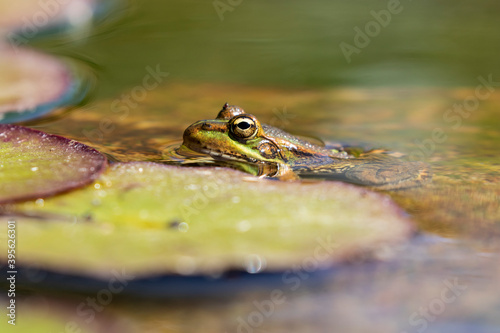 Common frog (Pelophylax perezi) basking on the water's surface. Picture taken in a lake in León, Spain.