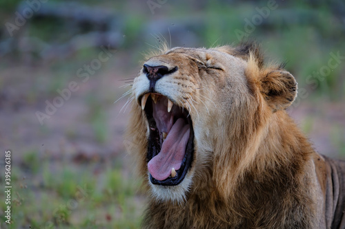 Lion male yawning in Timbavati Game Reserve in the Greater Kruger Region in South Africa
