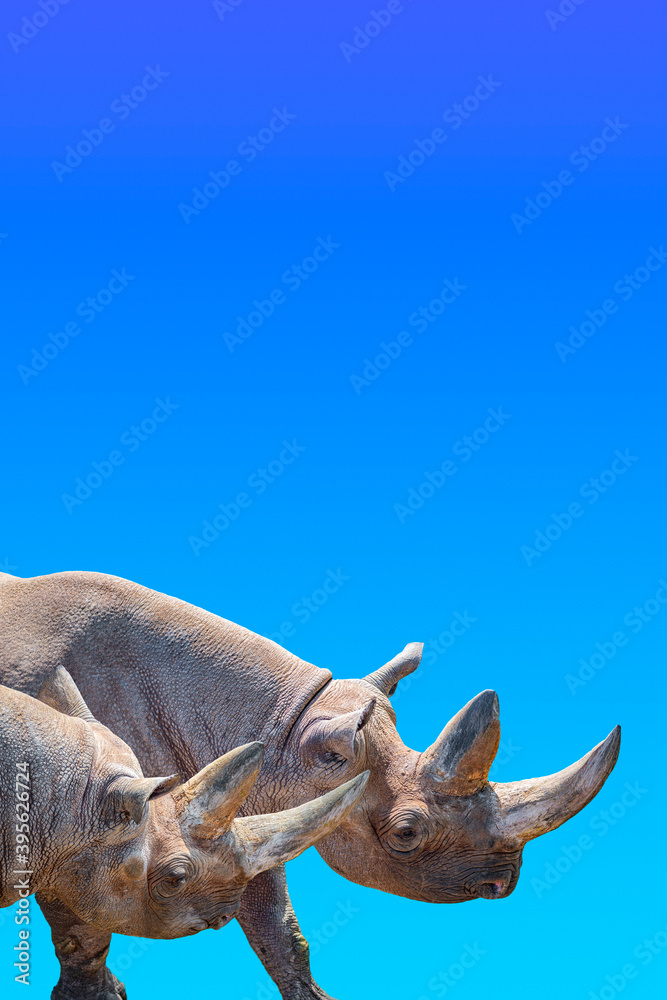 Fototapeta premium Cover page with two huge and old African rhinos with big horns at gradient blue sky background with copy space for text, closeup, details.
