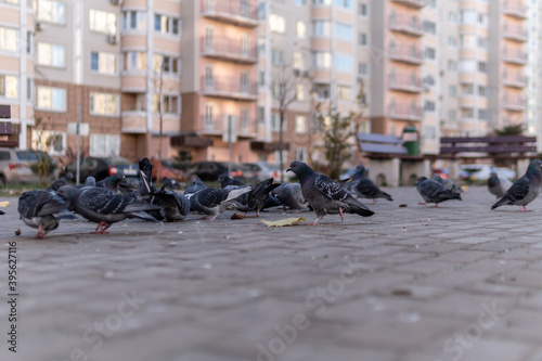 Pigeon wild with gray color on a paving road, in autumn. All around, a flock of birds.