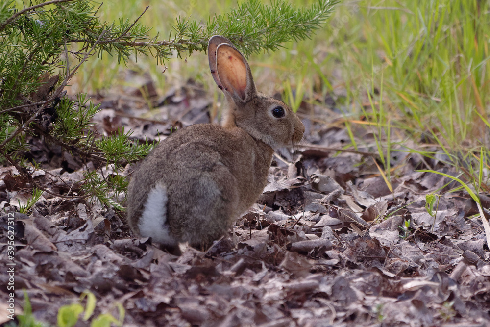 Fototapeta premium European rabbit (Oryctolagus cuniculus ) - France